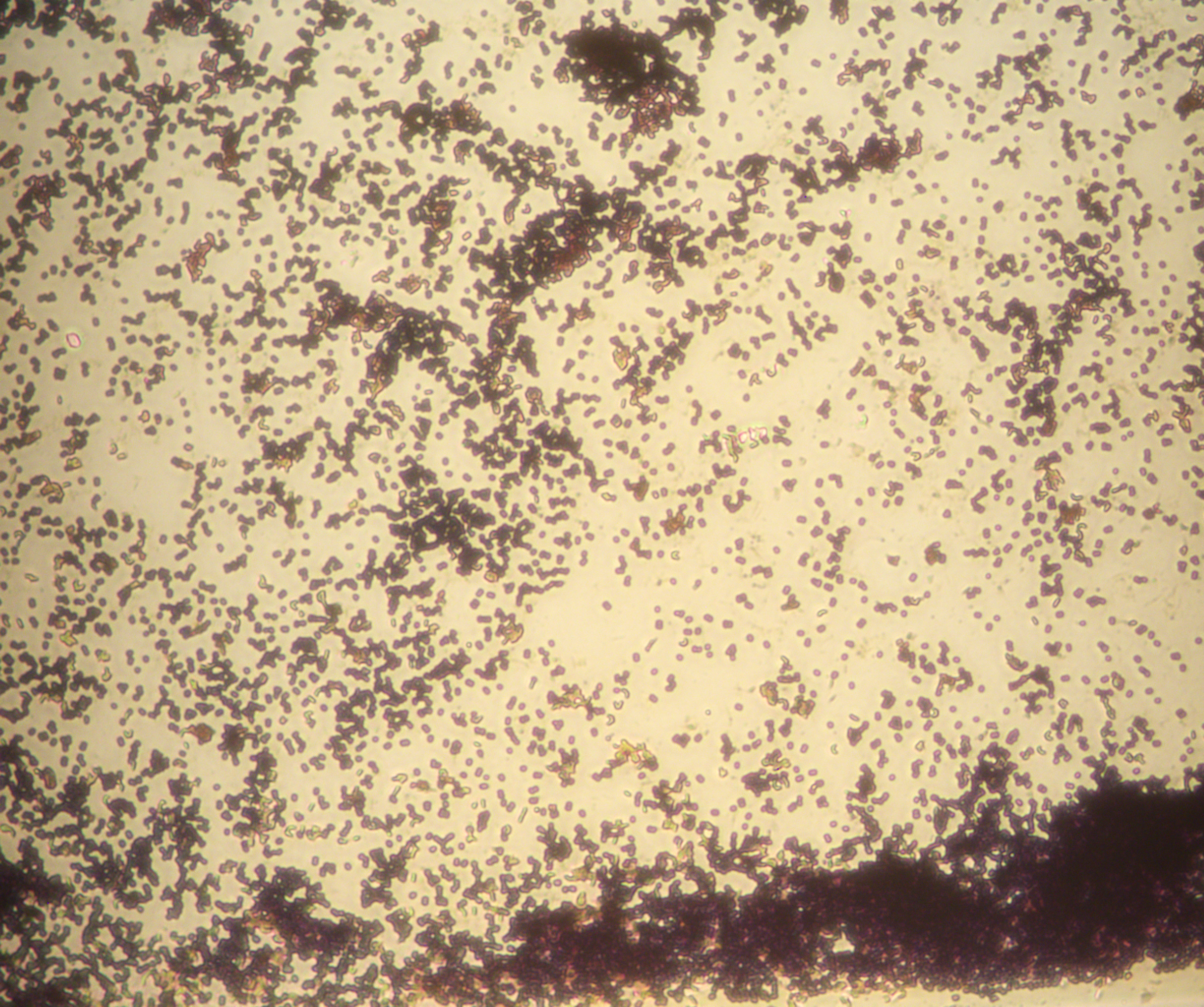 S. epidermidis 40X